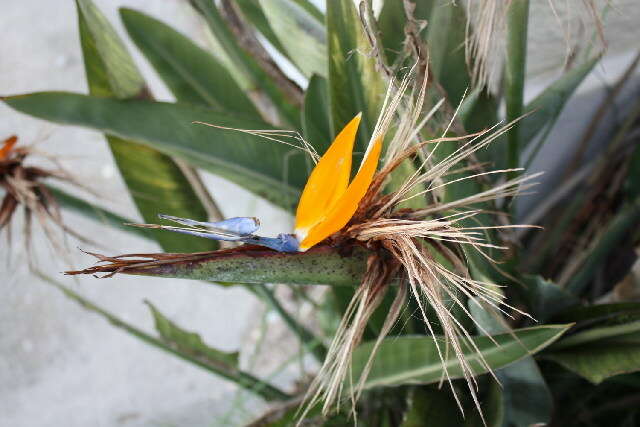 Image of Bird of paradise plant