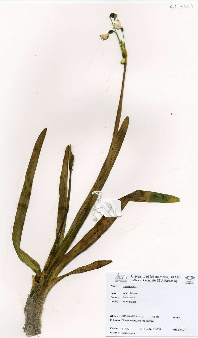Image of Asparagales