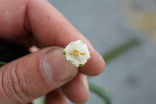 Image of field garlic