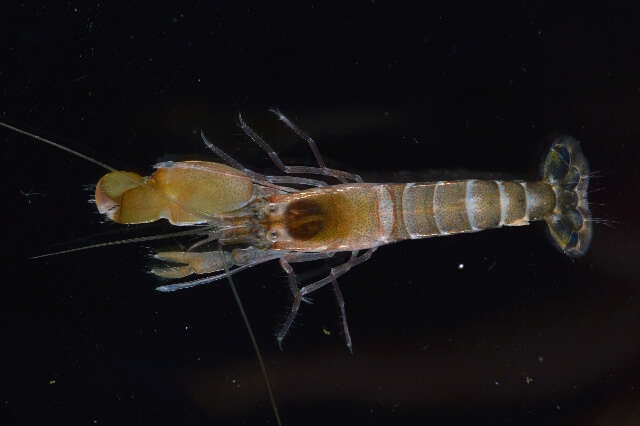 Image of Dirty sand goby shrimp
