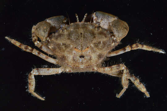 Image of Western mud crab