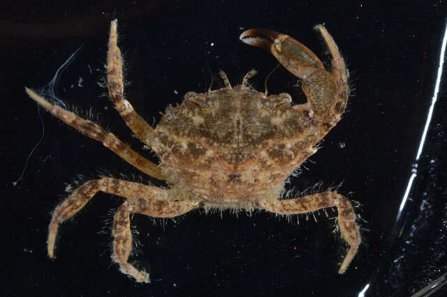Image of Western mud crab