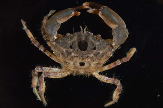 Image of Western mud crab