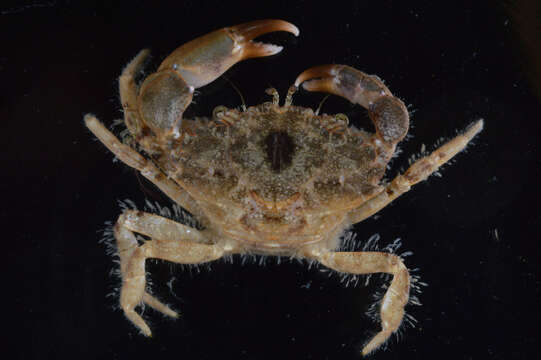 Image of Western mud crab