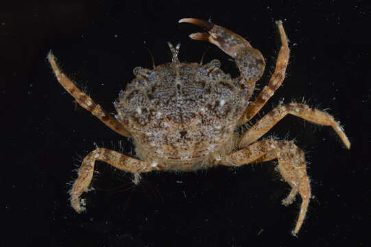 Image of Western mud crab