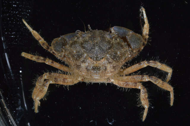 Image of Western mud crab