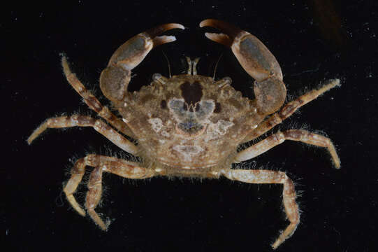 Image of Western mud crab