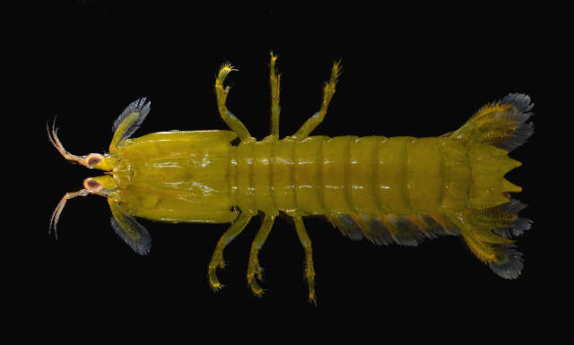 Image of <i>Neogonodactylus bredini</i>