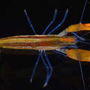 Image of striped snapping shrimp