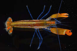 Image of striped snapping shrimp