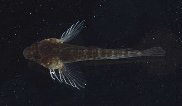 Image of Crested blenny