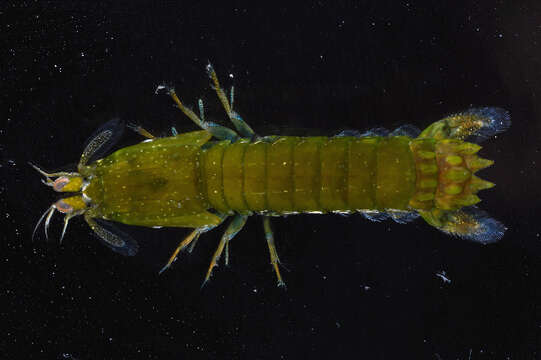 Sivun <i>Neogonodactylus oerstedii</i> kuva