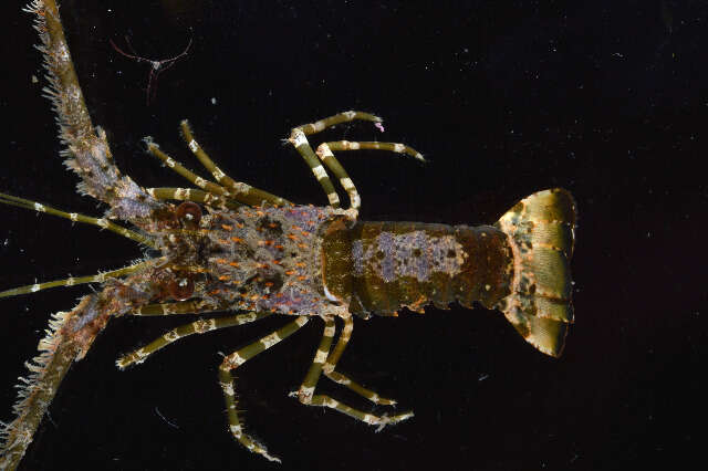 Image of Caribbean Spiny Lobster