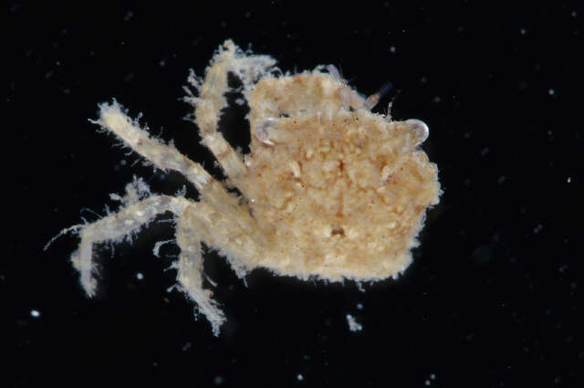 Image of Western mud crab