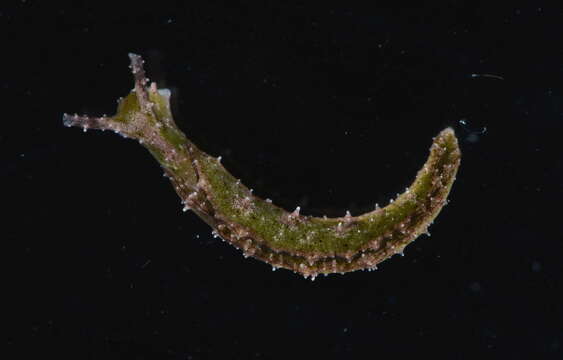 Image de Elysia subornata A. E. Verrill 1901