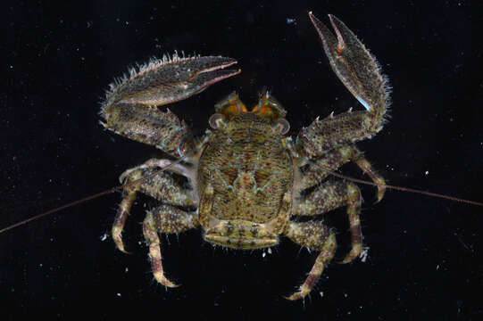 Image of green porcelain crab