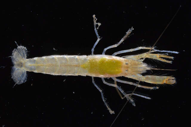 Image of sand snapping shrimp