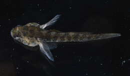 Image of Code goby