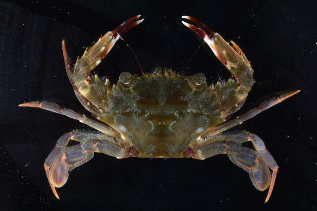 Image of swimming crabs