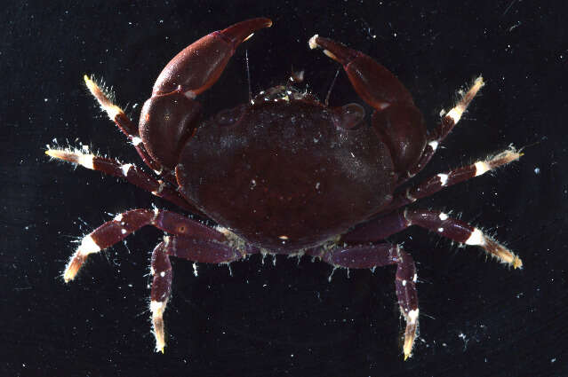 Image of Florida stone crab