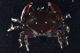 Image of Florida stone crab