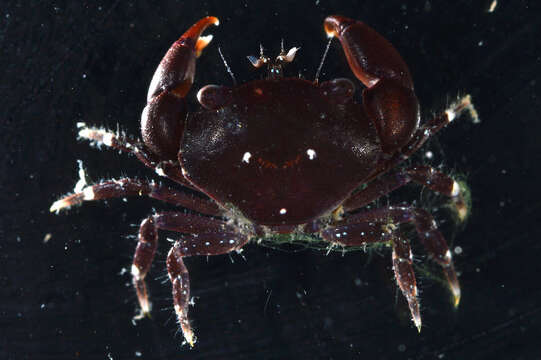 Image of Florida stone crab