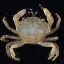 Image of smooth mud crab