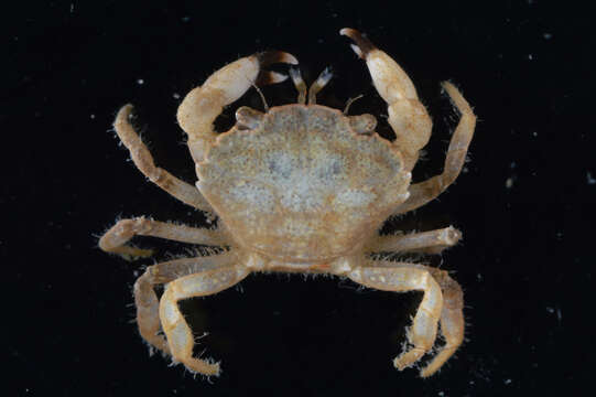 Image of smooth mud crab