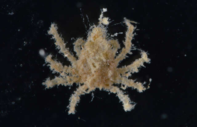 Image of doubtful spider crab