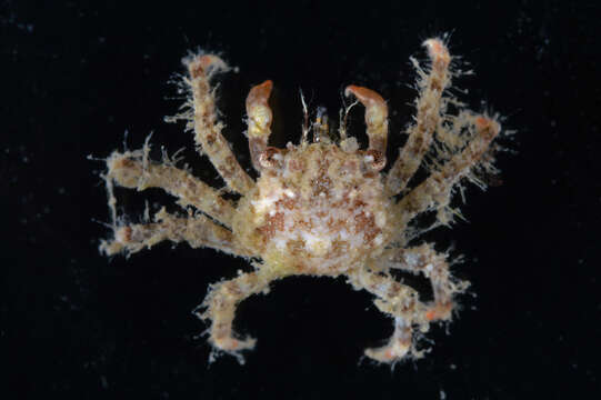 Image of red-ridged clinging crab