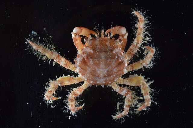 Image of red-ridged clinging crab