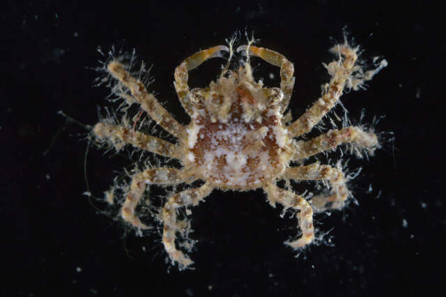 Image of red-ridged clinging crab