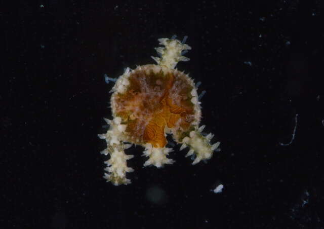 Image of Savigny's brittle star