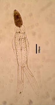 Image of Apharyngostrigea