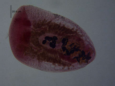 Image of Austrodiplostomum ostrowskiae Dronen 2009