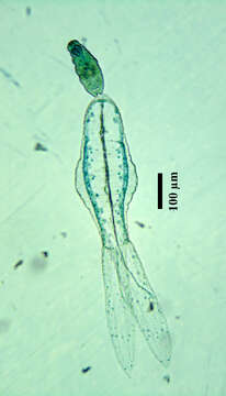 Image of Apharyngostrigea