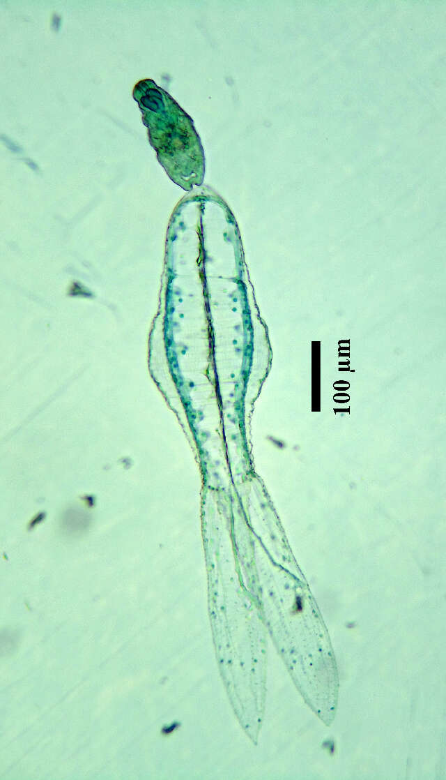 Image of Apharyngostrigea