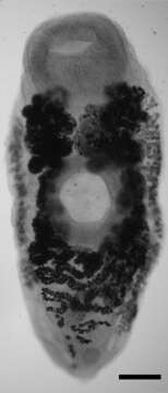 Image of Urogonimus macrostomus