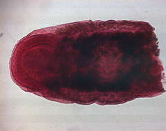 Sivun Urogonimus macrostomus kuva