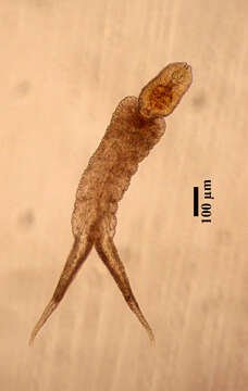 Image of Apharyngostrigea