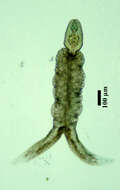 Image of Apharyngostrigea