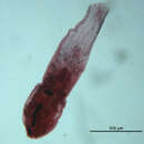 Sivun Neodiplostomum kuva