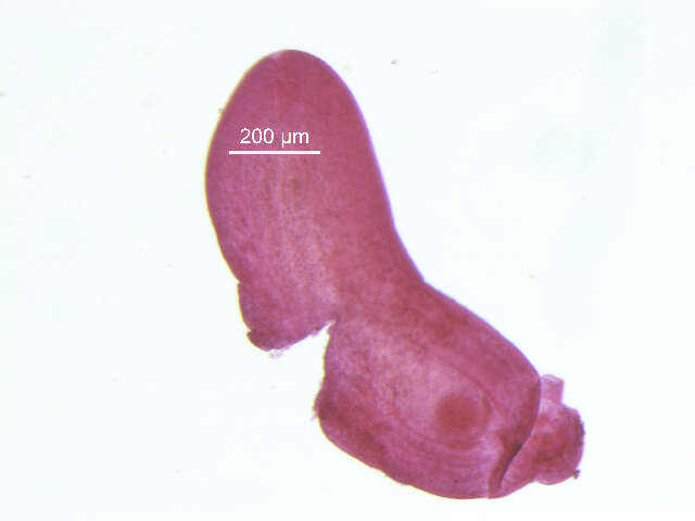 Image of Diplostomoidea