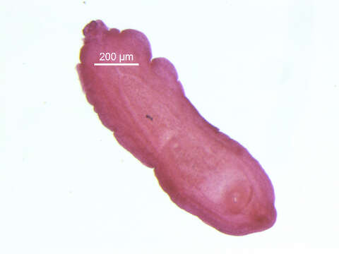 Image of Diplostomoidea