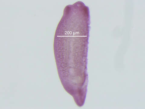 Image of Diplostomoidea