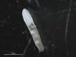 Image of Opisthorchioidea