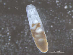 Image of Opisthorchioidea