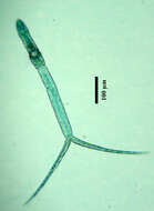 Sivun Hysteromorpha kuva