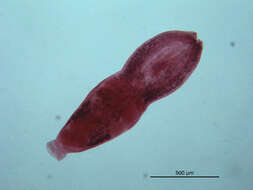 Image of Neodiplostomum