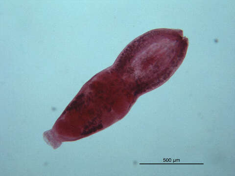 Image de Neodiplostomum